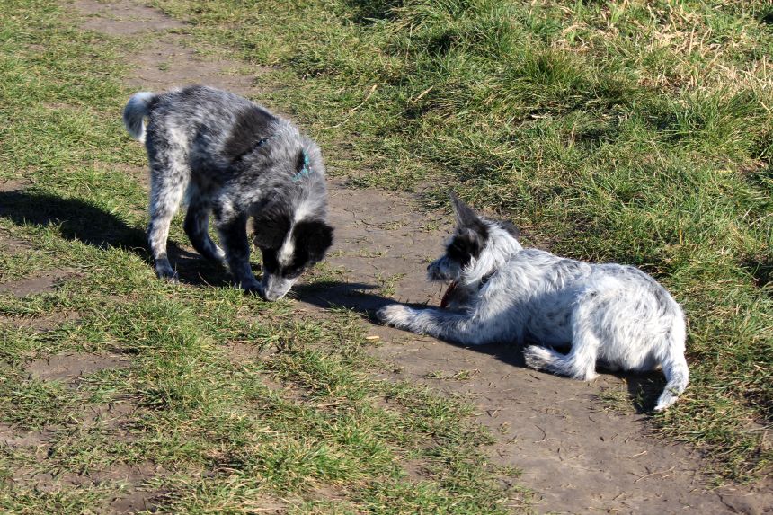 Melly und Hannes spielen im Feld