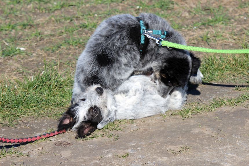 Melly und Hannes spielen im Feld