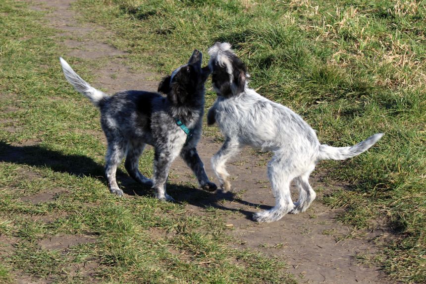 Melly und Hannes spielen im Feld