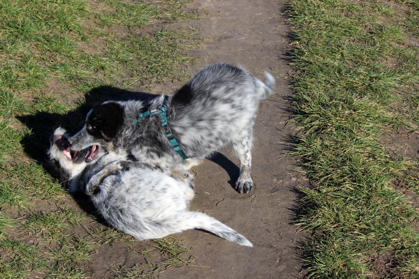 Melly und Hannes spielen im Feld
