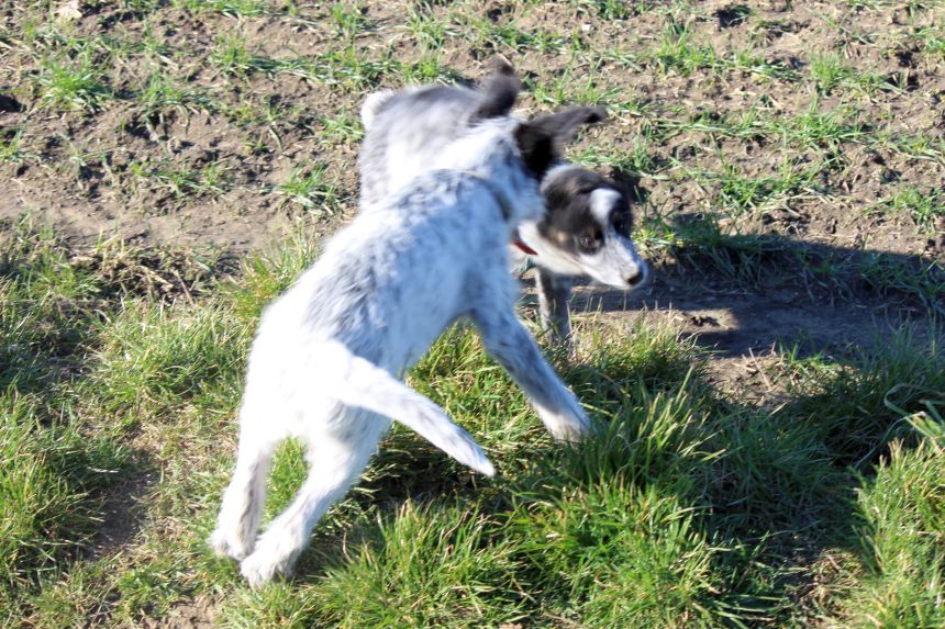 Melly und Hannes spielen im Feld