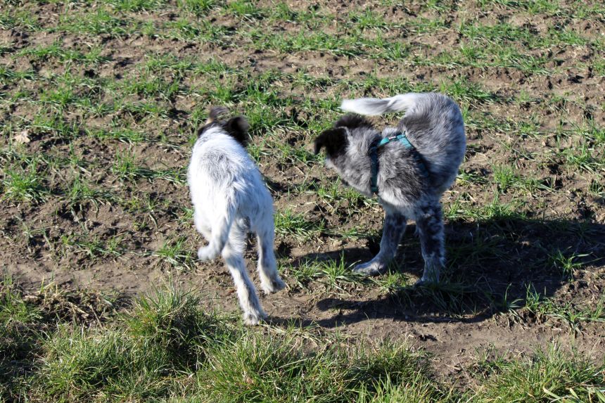 Melly und Hannes spielen im Feld