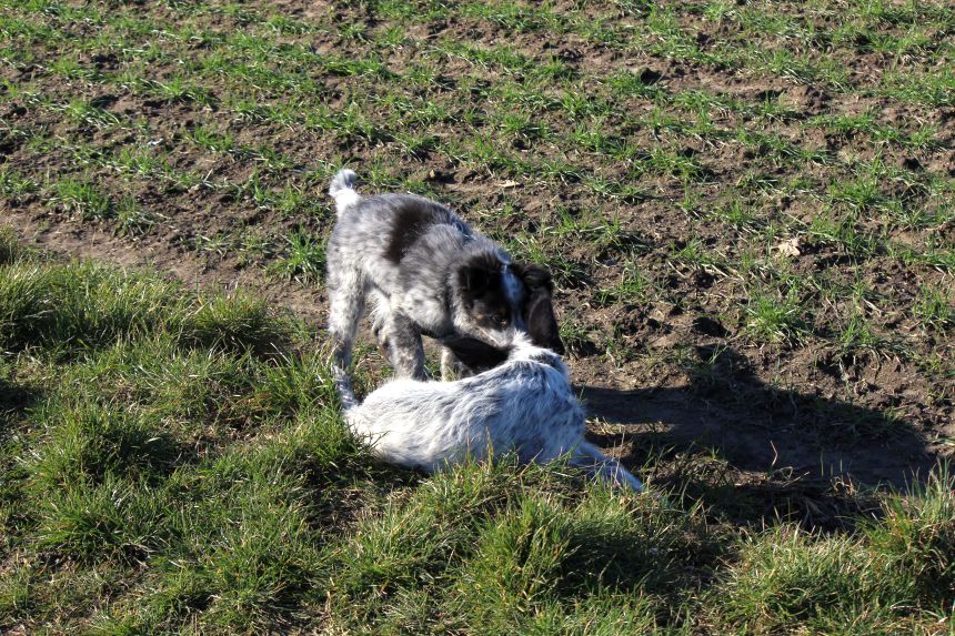Melly und Hannes spielen im Feld
