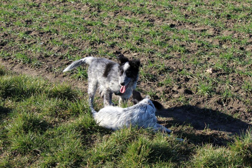 Melly und Hannes spielen im Feld