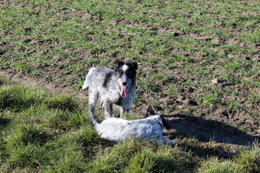 Melly und Hannes spielen im Feld