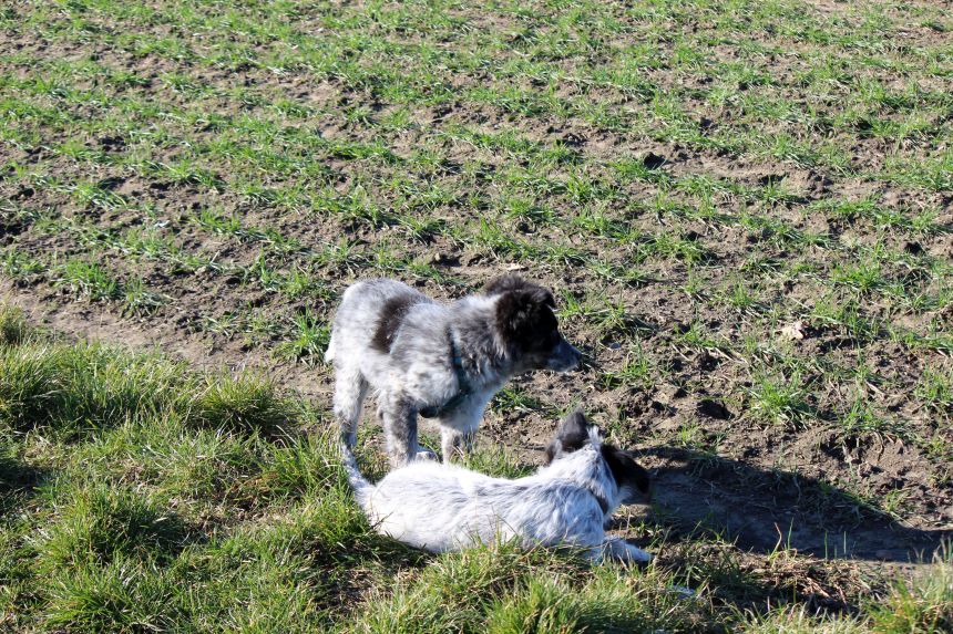 Melly und Hannes spielen im Feld