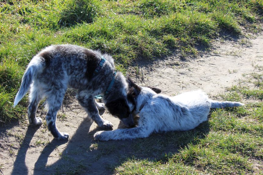 Melly und Hannes spielen im Feld