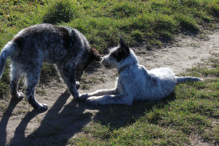 Melly und Hannes spielen im Feld