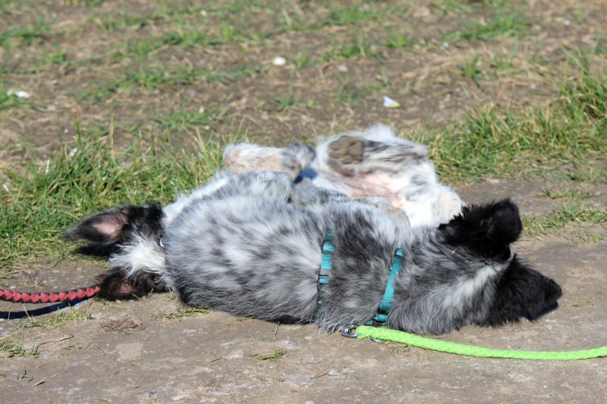 Melly und Hannes spielen im Feld