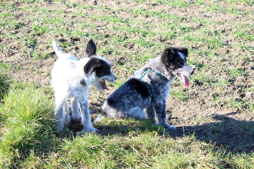 Melly und Hannes spielen im Feld