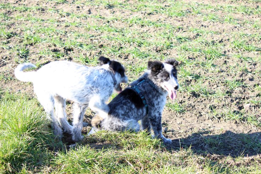Melly und Hannes spielen im Feld