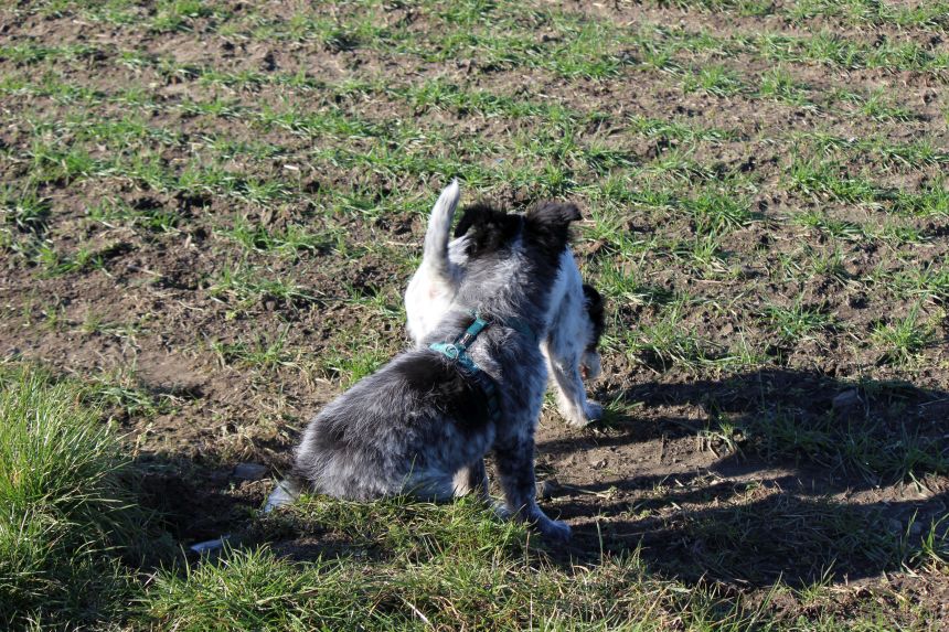 Melly und Hannes spielen im Feld
