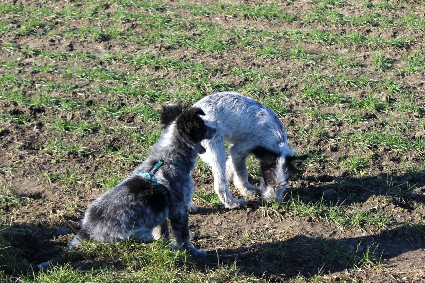 Melly und Hannes spielen im Feld
