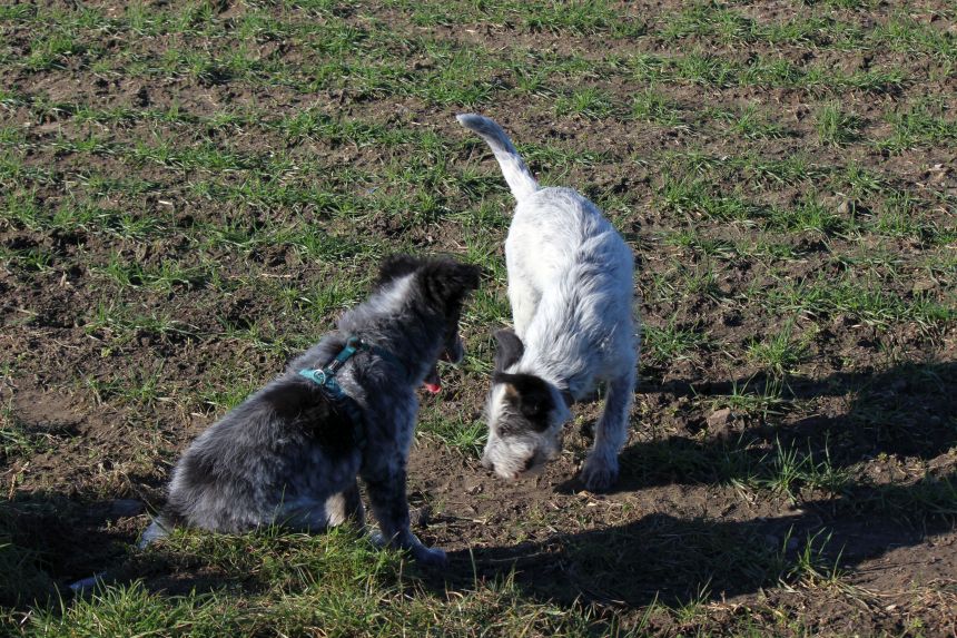 Melly und Hannes spielen im Feld
