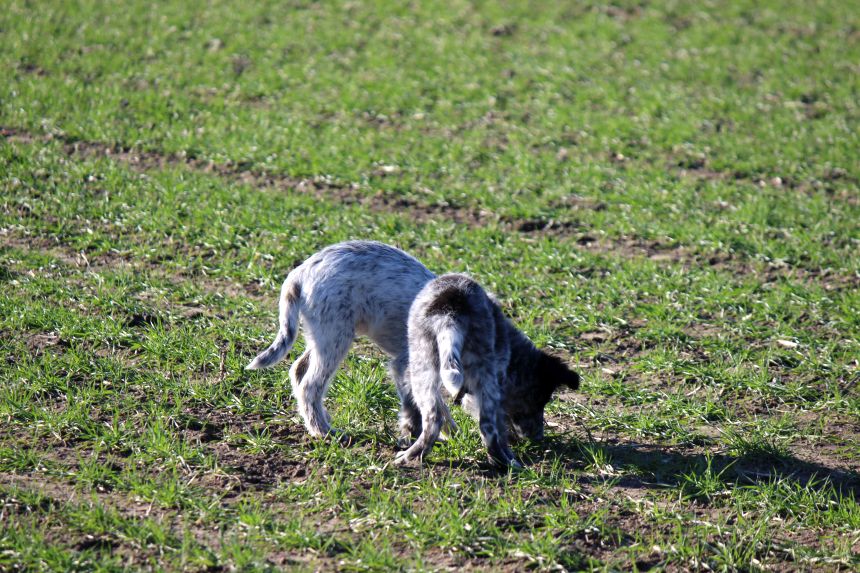 Melly und Hannes spielen im Feld