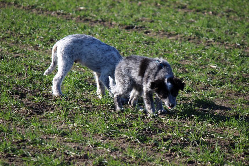 Melly und Hannes spielen im Feld