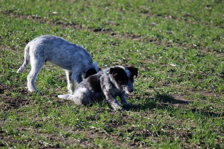 Melly und Hannes spielen im Feld