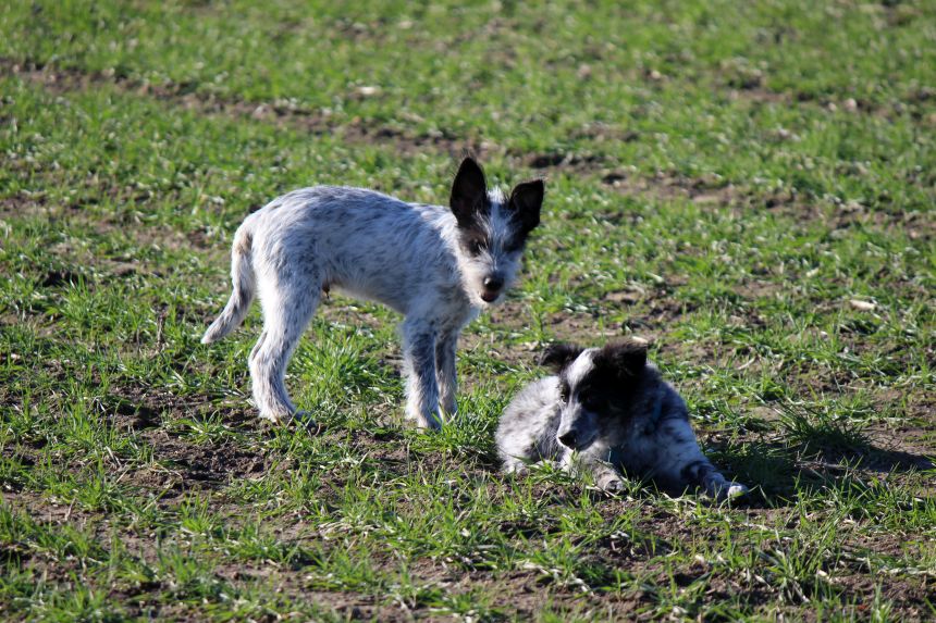 Melly und Hannes spielen im Feld