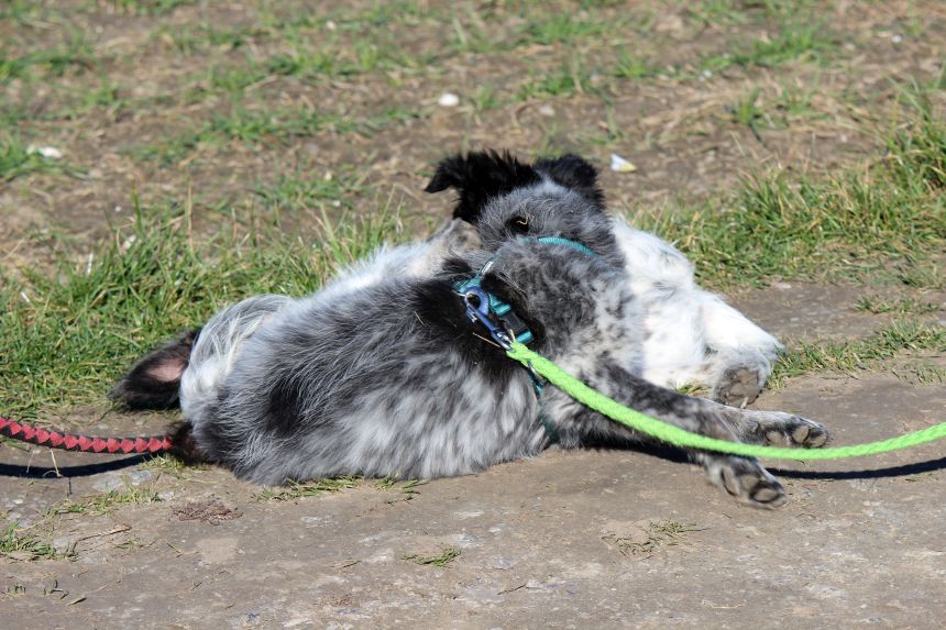 Melly und Hannes spielen im Feld