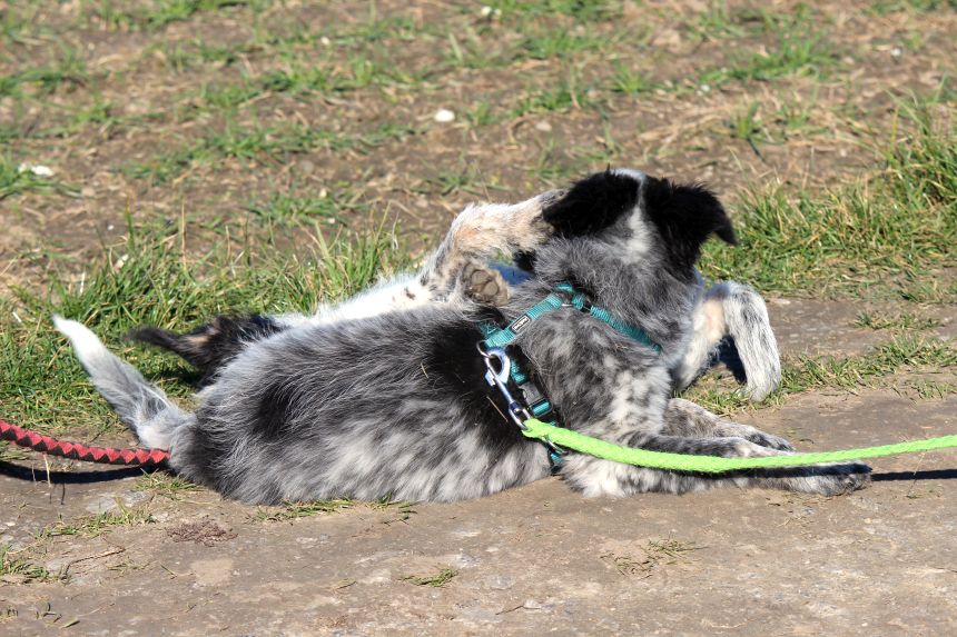 Melly und Hannes spielen im Feld