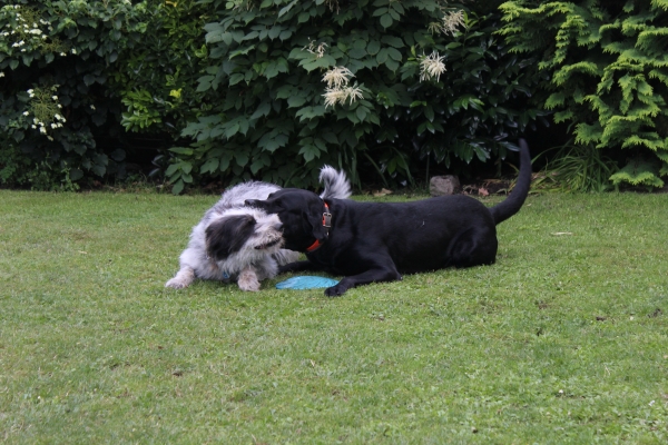 Bildersammlung - unsortiert und nicht kommentiert