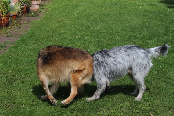 Bildersammlung - unsortiert und nicht kommentiert