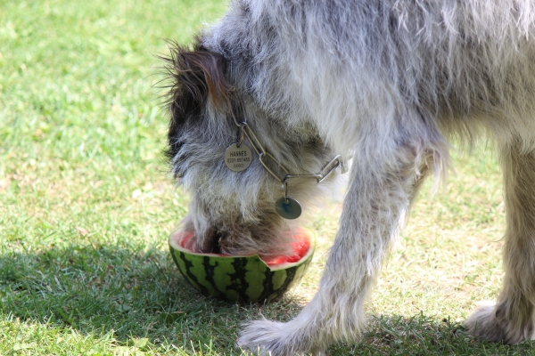 Bildersammlung - unsortiert und nicht kommentiert
