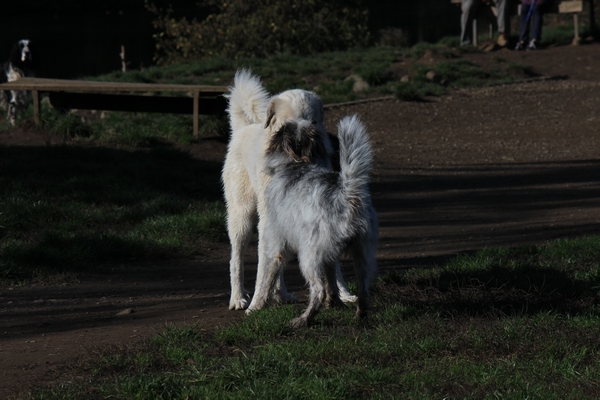 Hundewiese am 19.10.22
