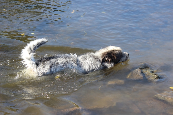Hundewiese am 19.10.22