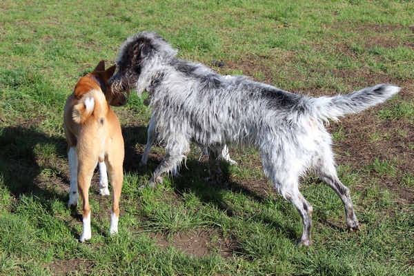 Hundewiese am 19.10.22