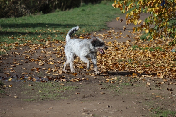 Hundewiese am 19.10.22