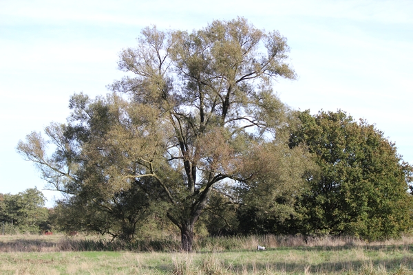 Hundewiese am 19.10.22