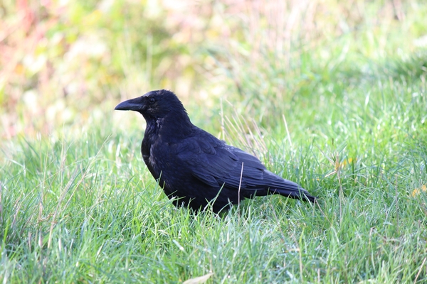 Hundewiese am 19.10.22