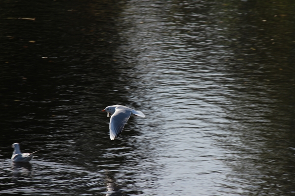 Hundewiese am 19.10.22