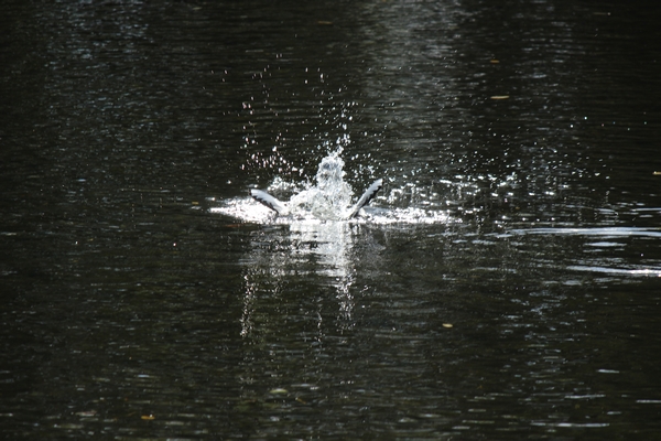 Hundewiese am 19.10.22