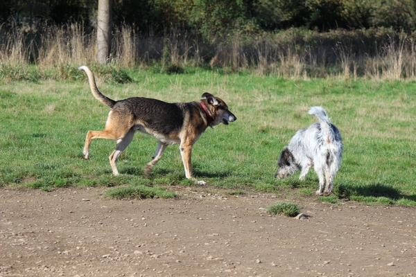 Hundewiese am 19.10.22