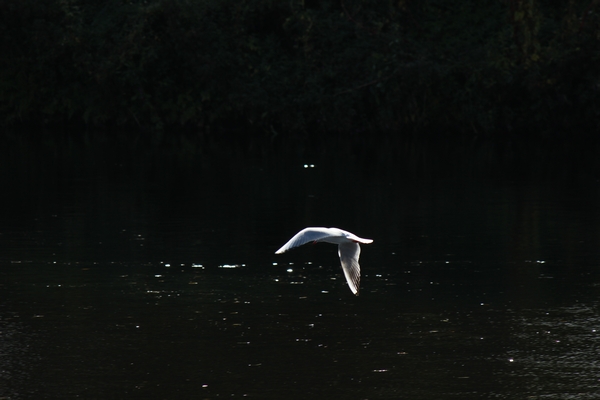 Hundewiese am 19.10.22