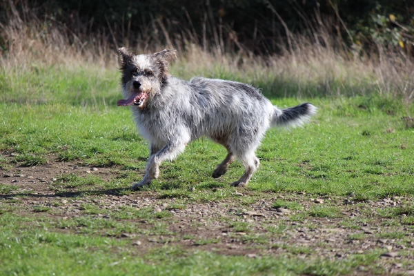 Hundewiese am 19.10.22
