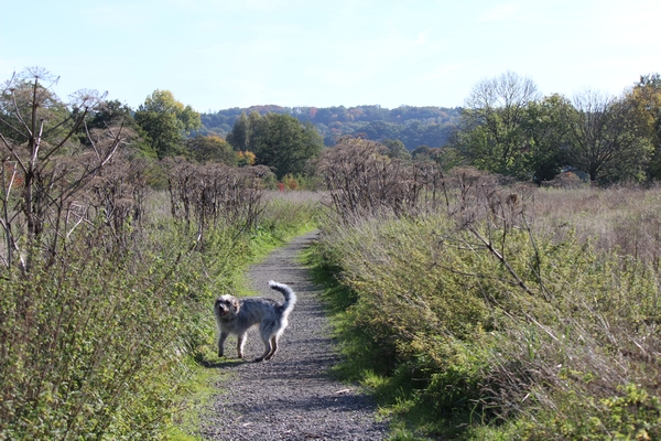 Hundewiese am 19.10.22
