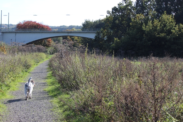 Hundewiese am 19.10.22