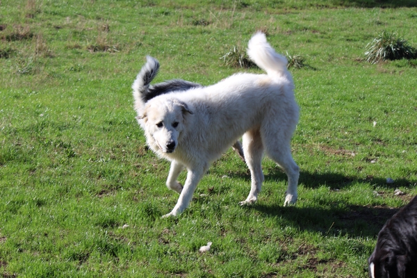 Hundewiese am 19.10.22