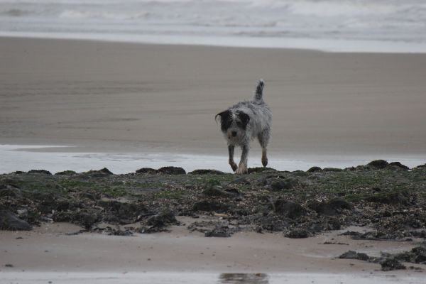 Hannes