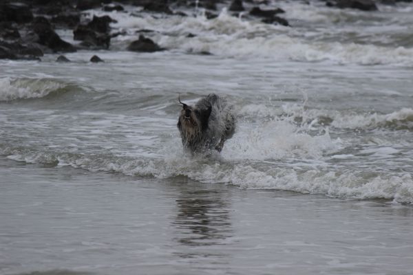 Hannes