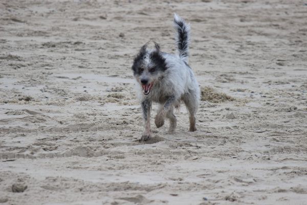 Hannes
