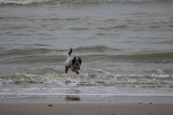 Hannes