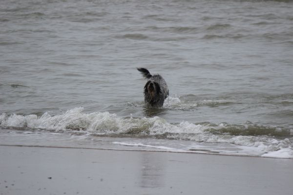 Hannes