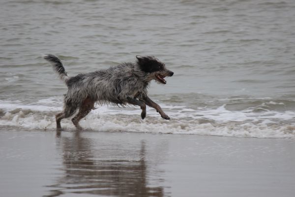 Hannes