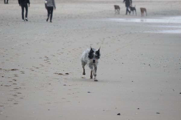 Hannes