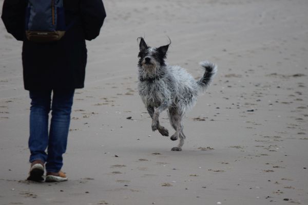 Hannes