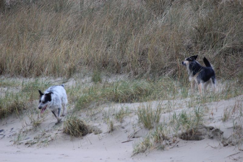 Letzter Strandtag mit neuer Freundin Berta